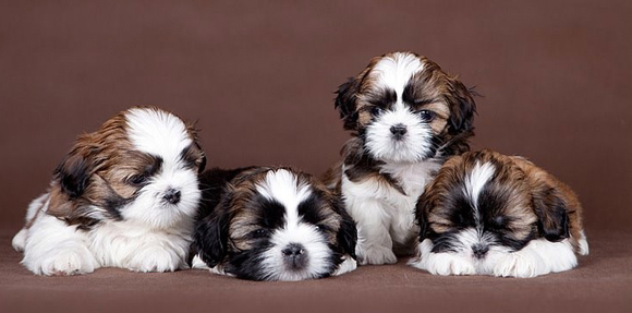 Nikochesvet_line_nikos